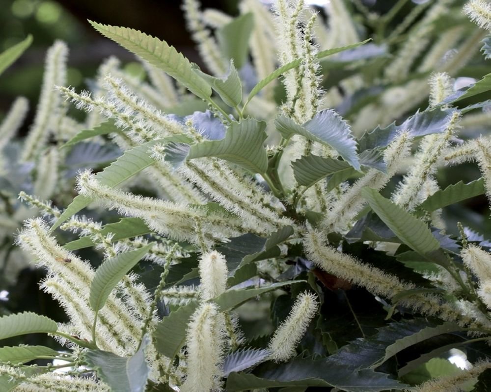 Un gros plan sur une plante avec des feuilles vertes et des fleurs blanches duveteuses en épis.