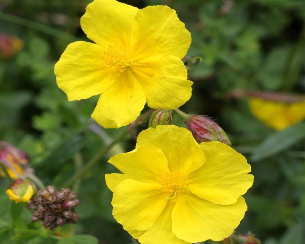 Deux fleurs jaunes éclatantes avec des nuances de vert en arrière-plan.