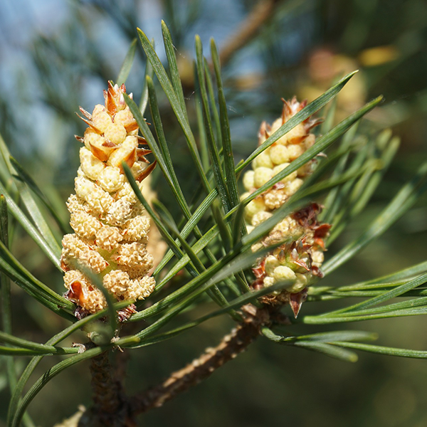 Gros plan sur des cônes de pin sur une branche avec des aiguilles vertes.