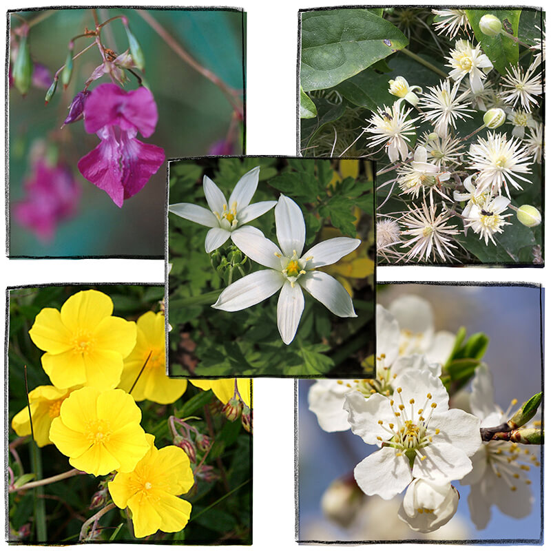 Un collage de différentes fleurs, comprenant des fleurs roses, blanches et jaunes, disposées de manière artistique dans cinq cadres.