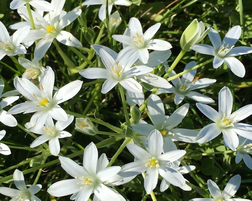 Un groupe de fleurs blanches à six pétales, avec des centres jaunes, poussant dans une verdure lumineuse.