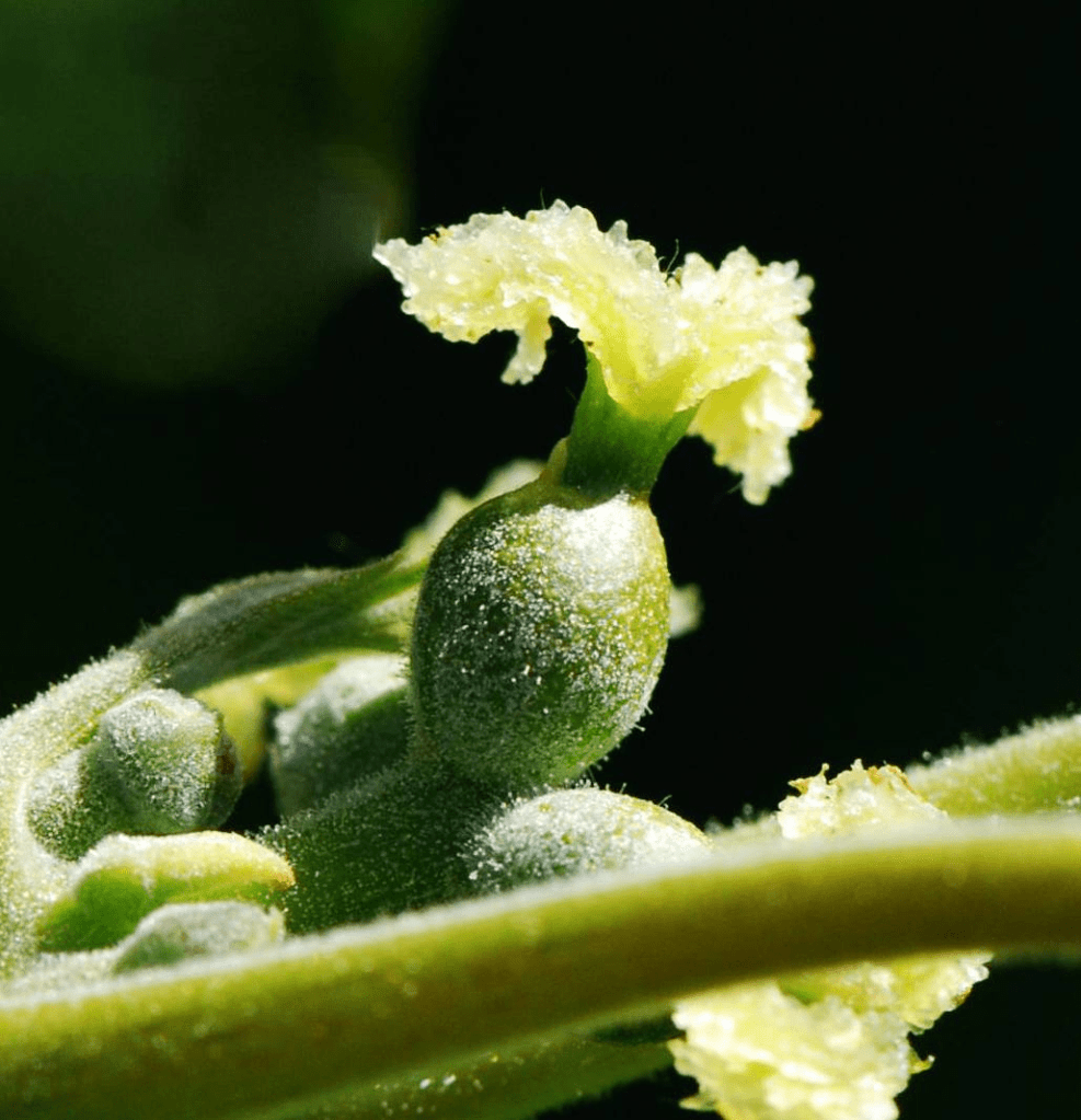 Gros plan sur une fleur de plante avec un bouton vert et des pétales délicats en arrière-plan.
