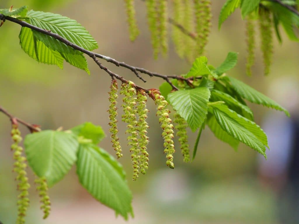 Branche de feuillage vert avec des fleurs suspendues en grappes.