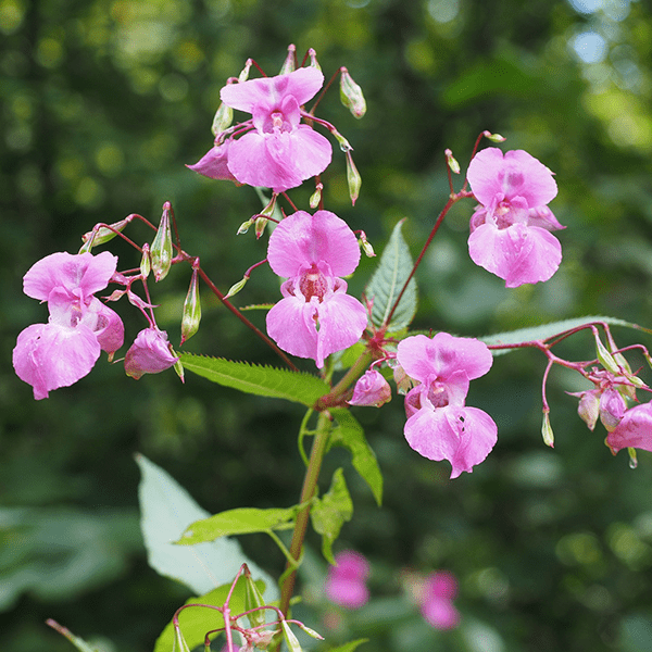 Fleurs roses en grappes sur une tige verte, avec un fond flou de verdure.
