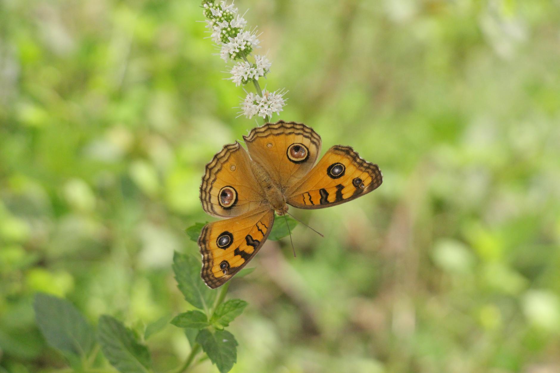 Un papillon orange aux motifs distinctifs, posé sur une fleur blanche, avec un fond flou de verdure.