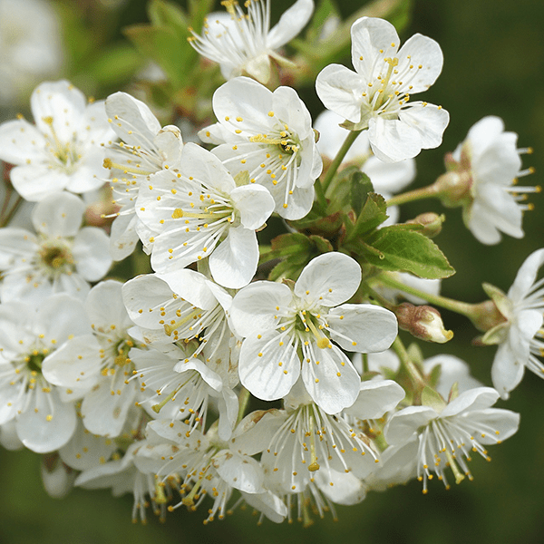 Un bouquet de fleurs blanches avec des pétales délicats et des étamines jaunes, sur un fond flou.