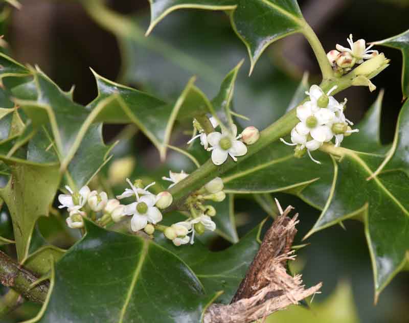 Fleurs blanches sur une branche d'holly avec des feuilles épineuses.