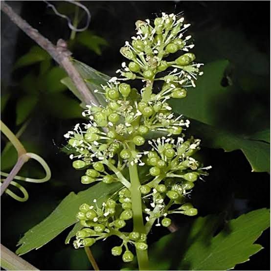 Fleur de vigne verte avec des boutons floraux et des feuilles vertes en arrière-plan.